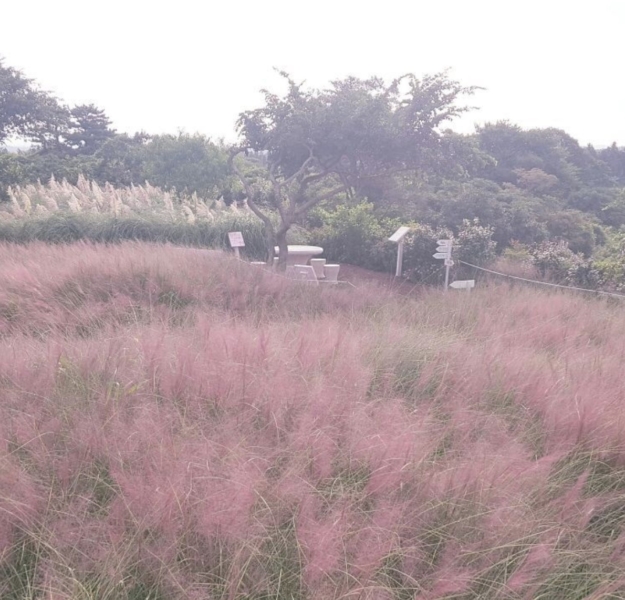 チェジュ島のピンクのススキのお庭